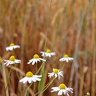 Gänseblümchen