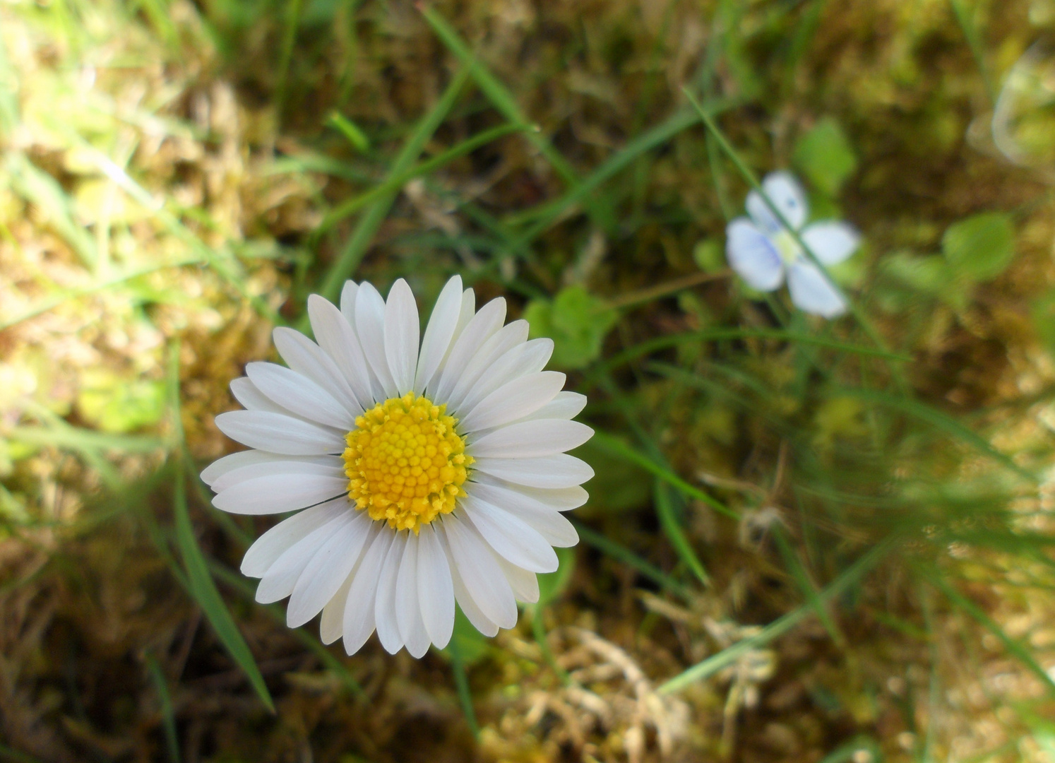 Gänseblümchen