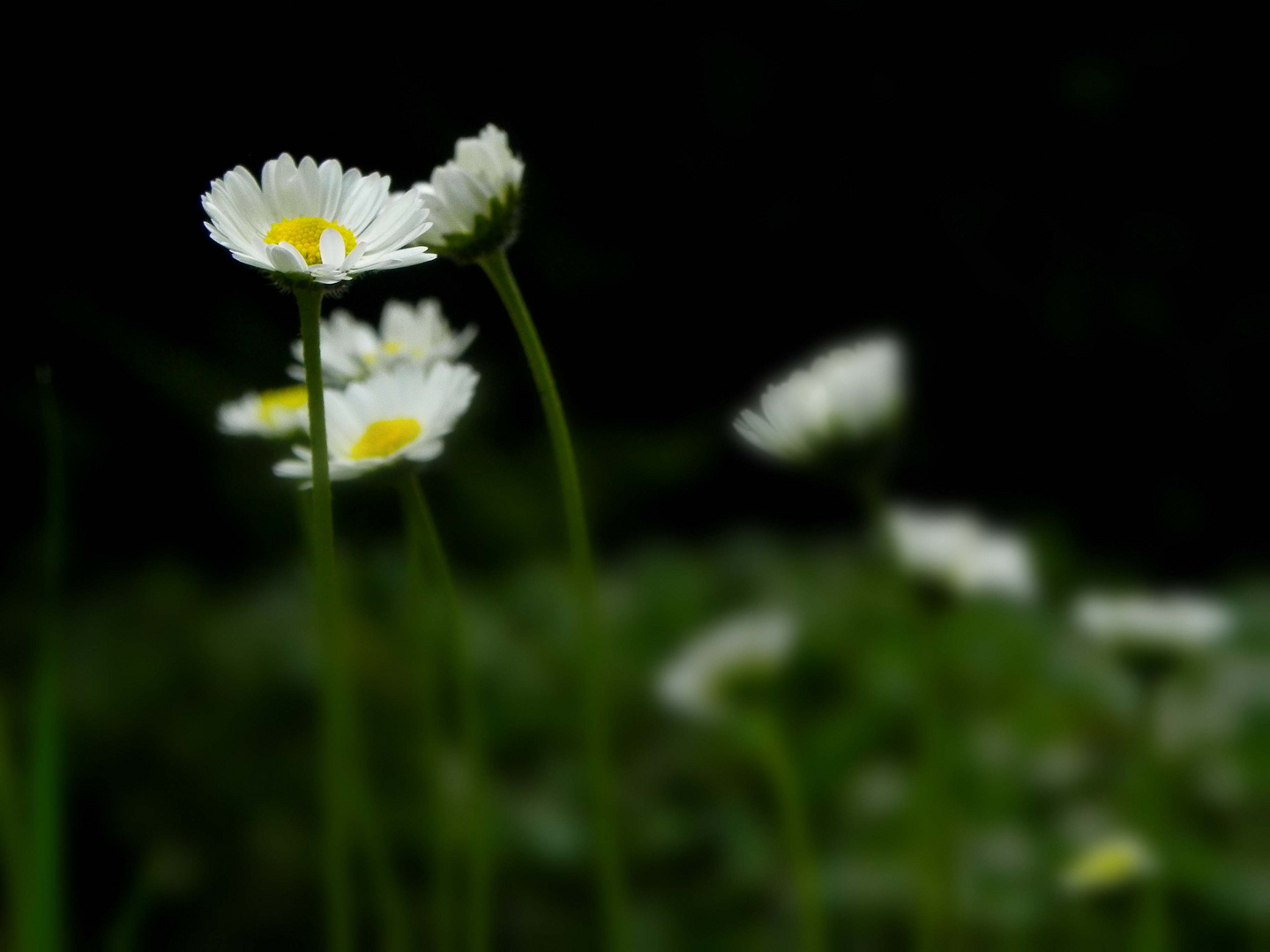 Gänseblümchen :-)