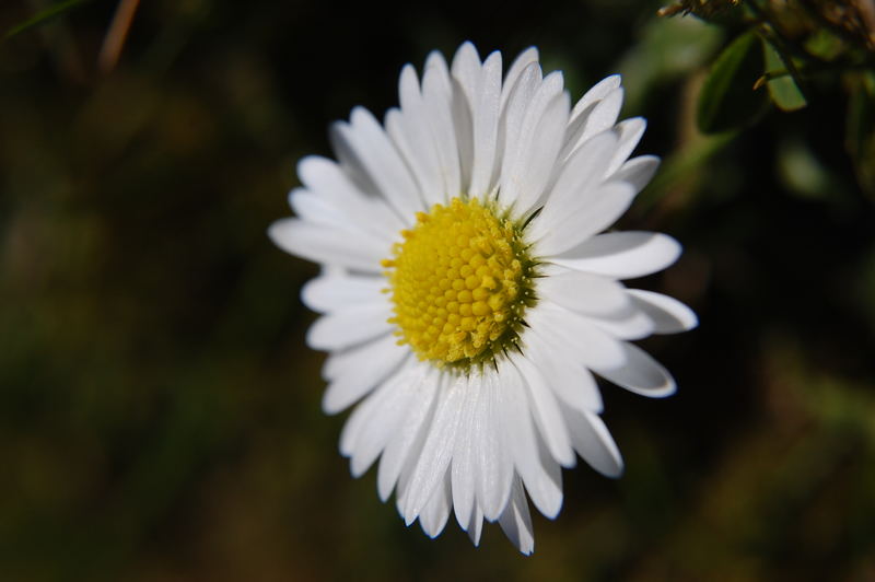 Gänseblümchen