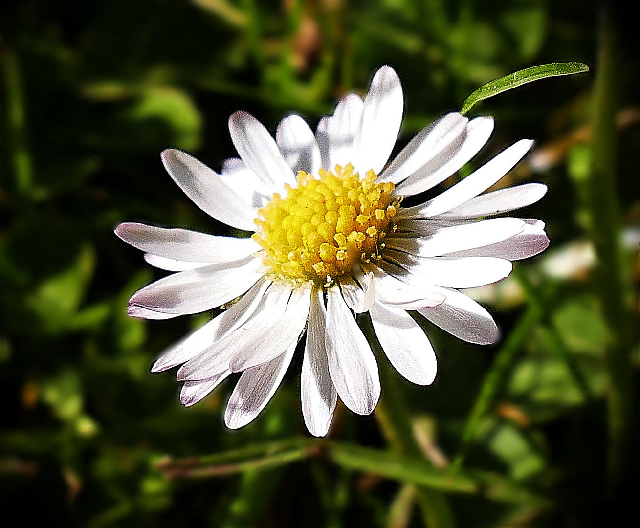 Gänseblümchen...