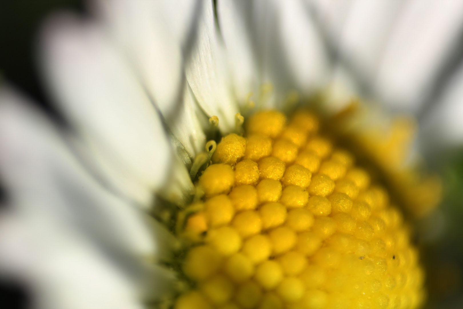 Gänseblümchen