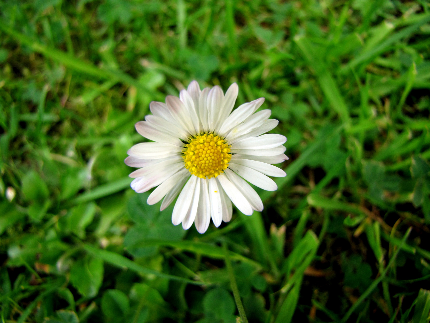 Gänseblümchen, ein Hauch von Frühling