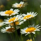 Gänseblümchen (einfach und schön)