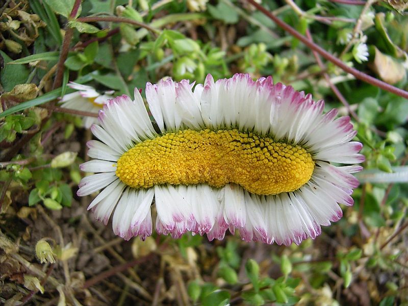 Gänseblümchen einmal anders...