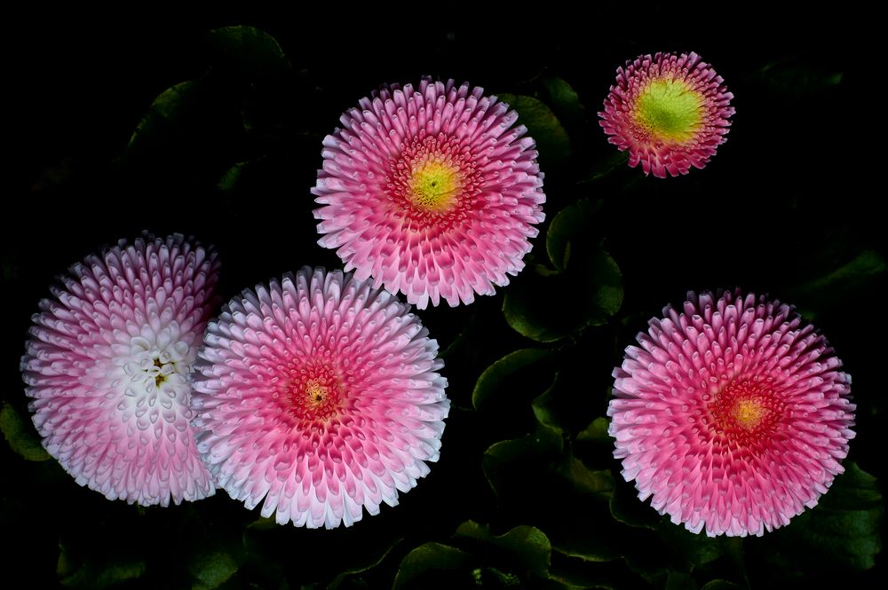 Gänseblümchen "Erdbeersahne"