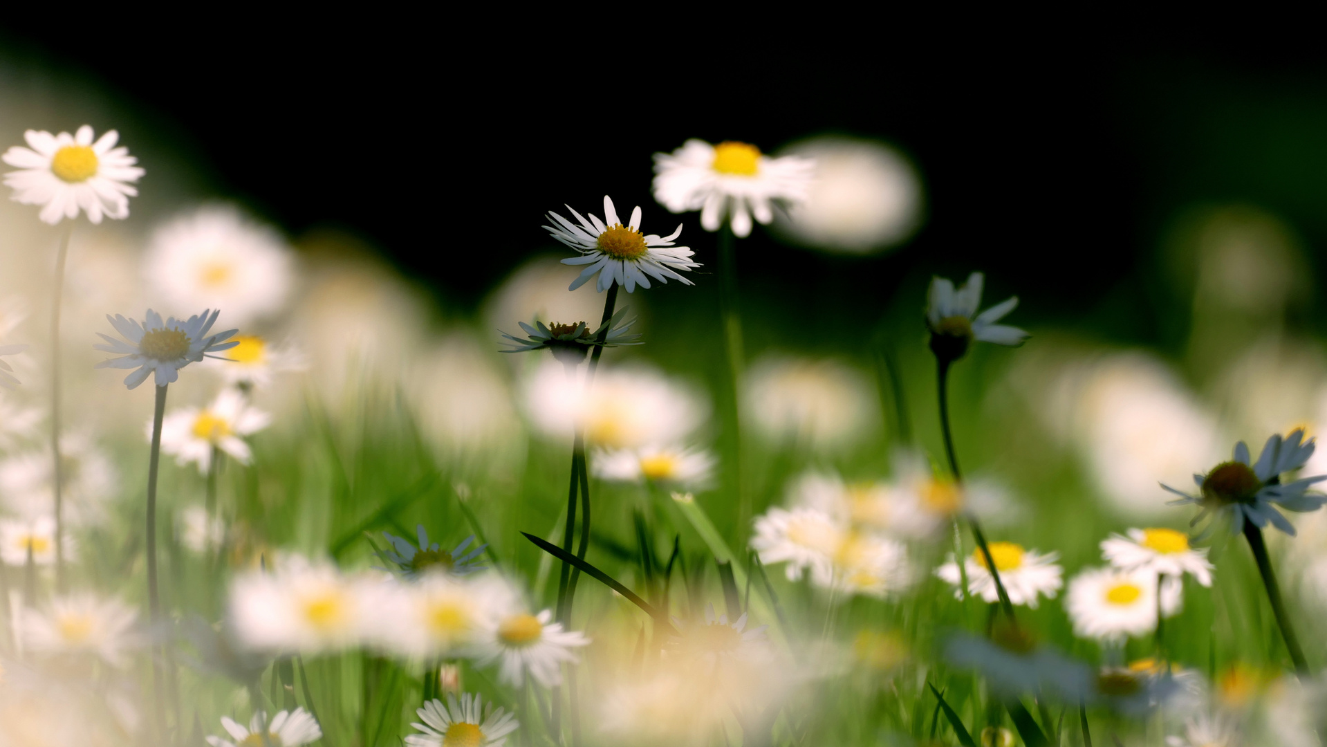 Gänseblümchen