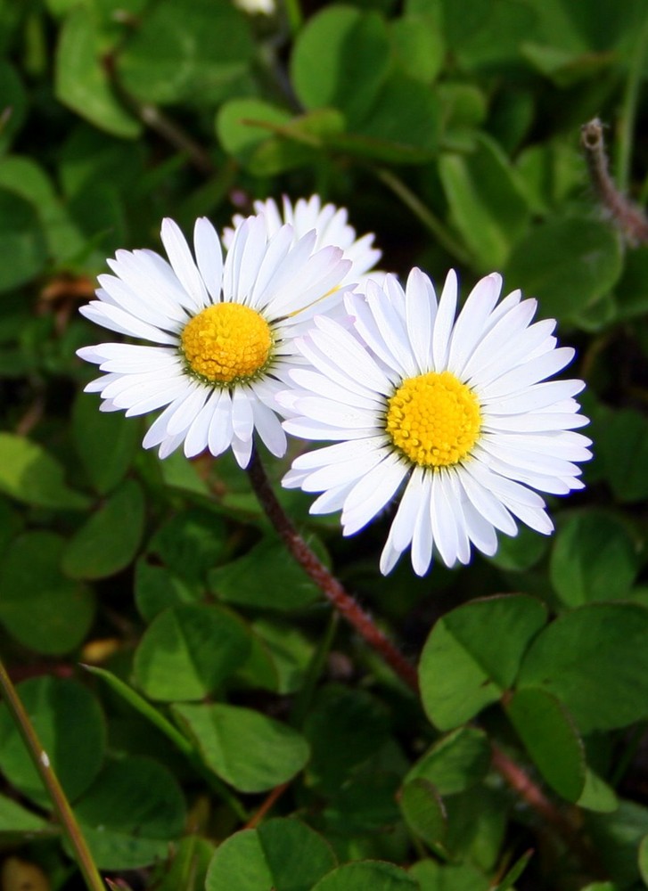 Gänseblümchen