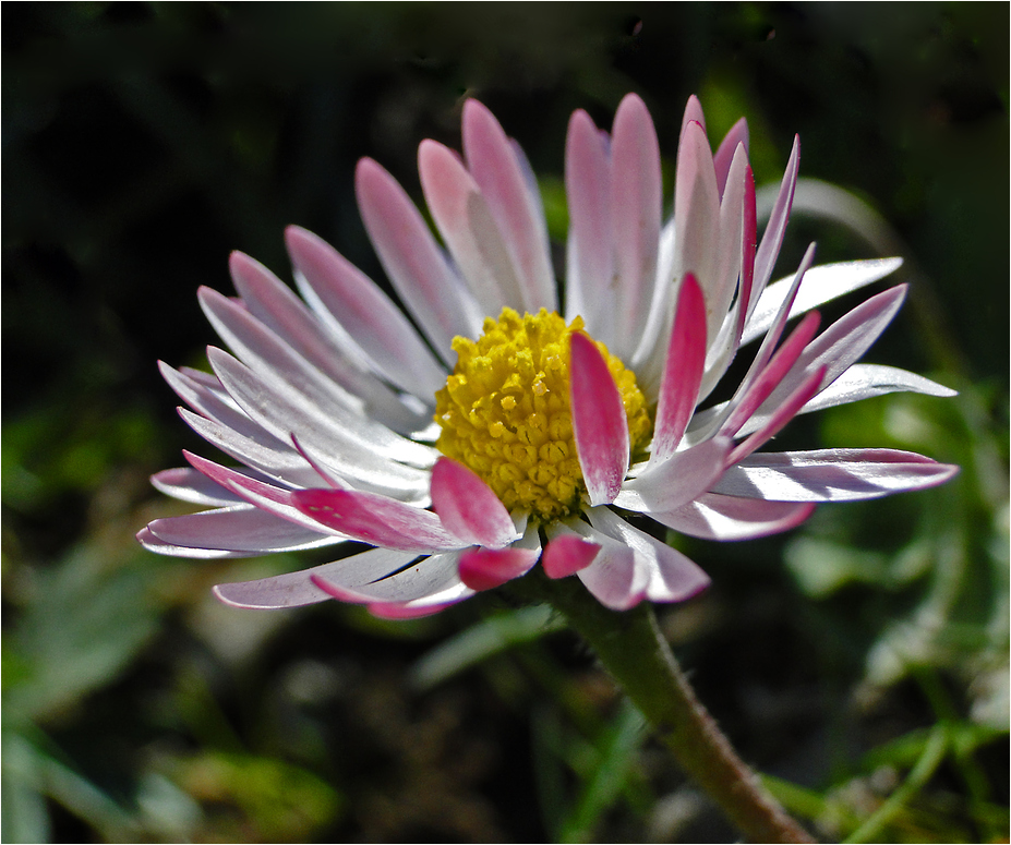 Gänseblümchen