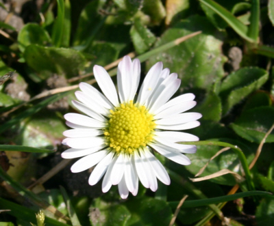 Gänseblümchen