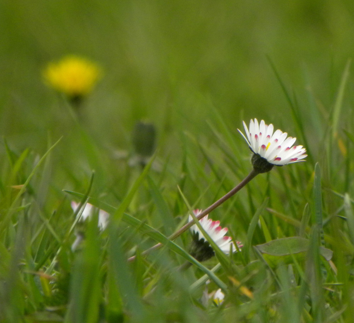 Gänseblümchen