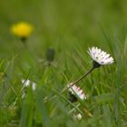 Gänseblümchen