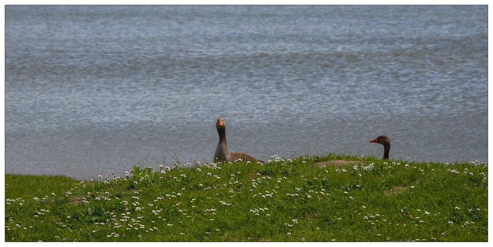 Gänseblümchen