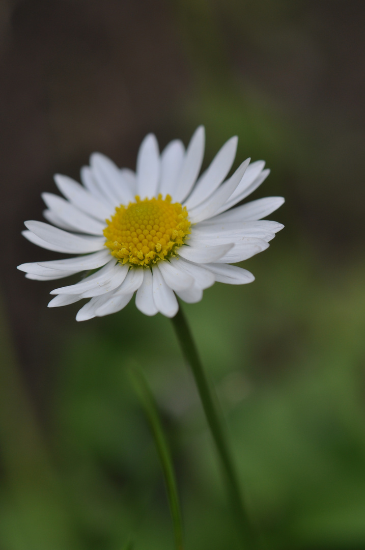 Gänseblümchen