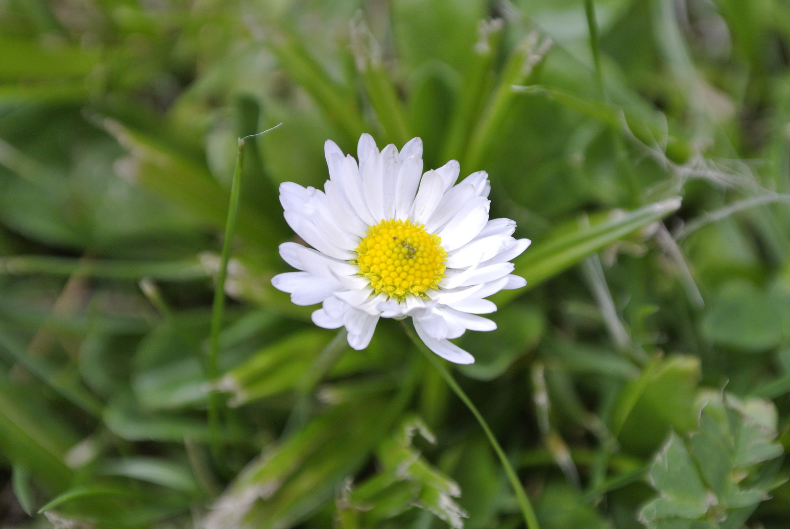 Gänseblümchen