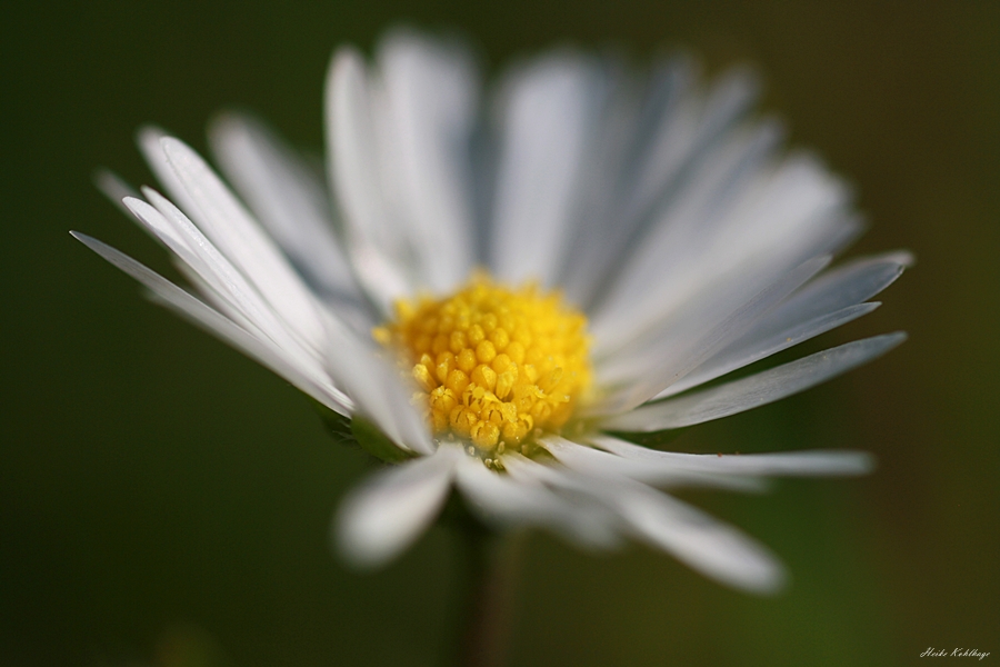 Gänseblümchen....