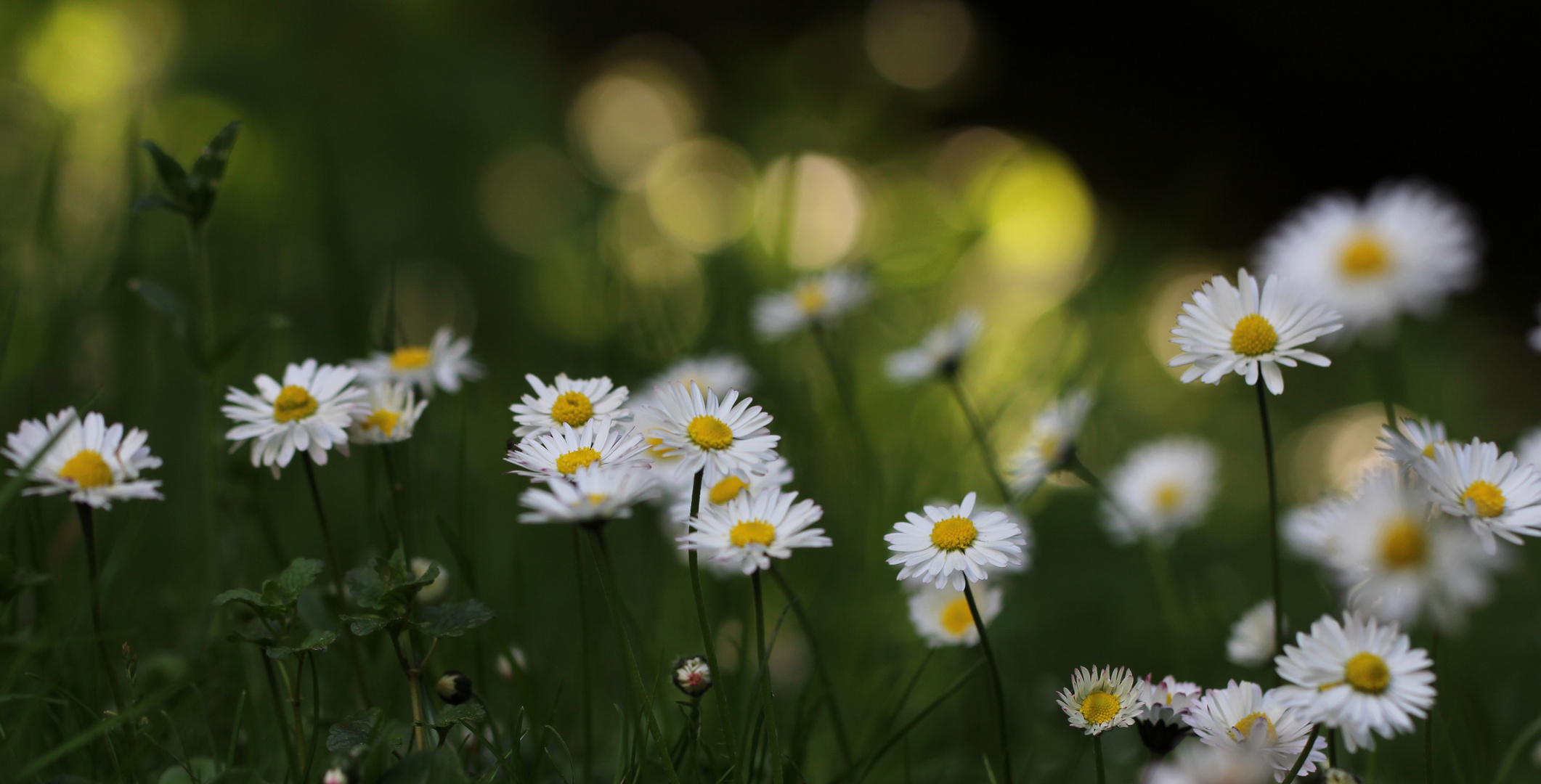 Gänseblümchen