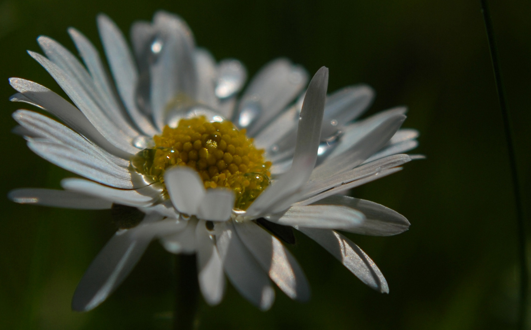 Gänseblümchen*