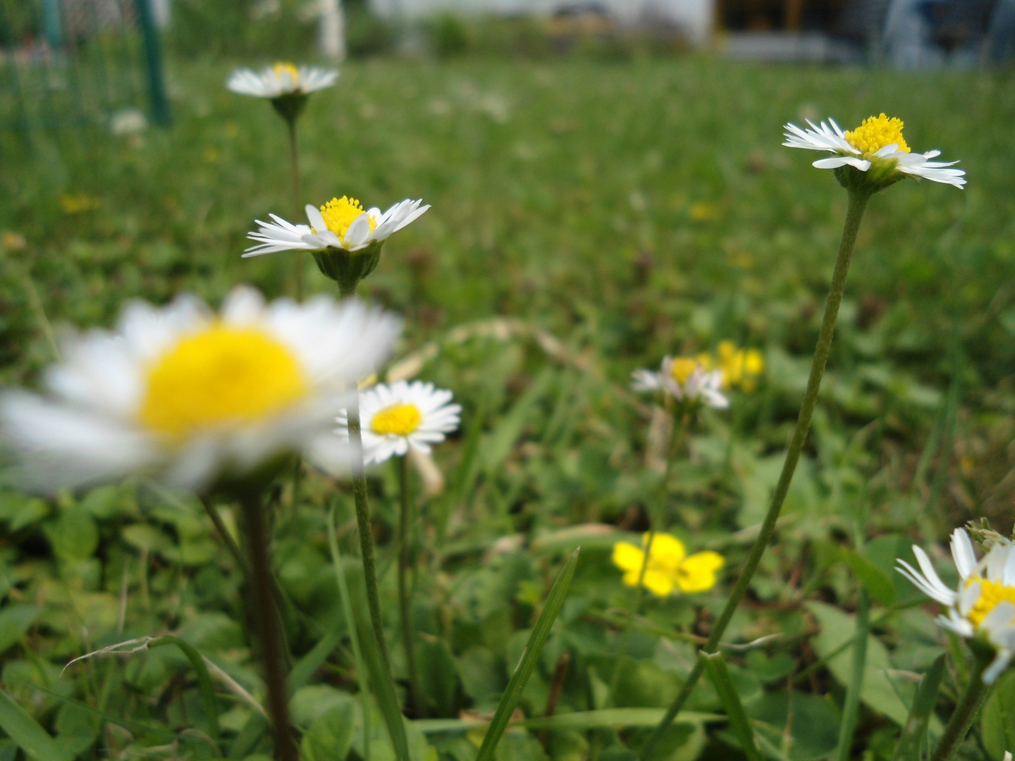 Gänseblümchen