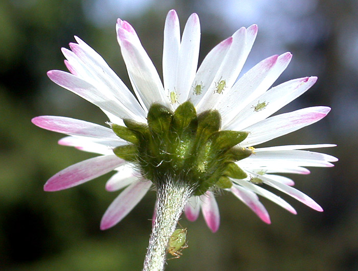 Gänseblümchen