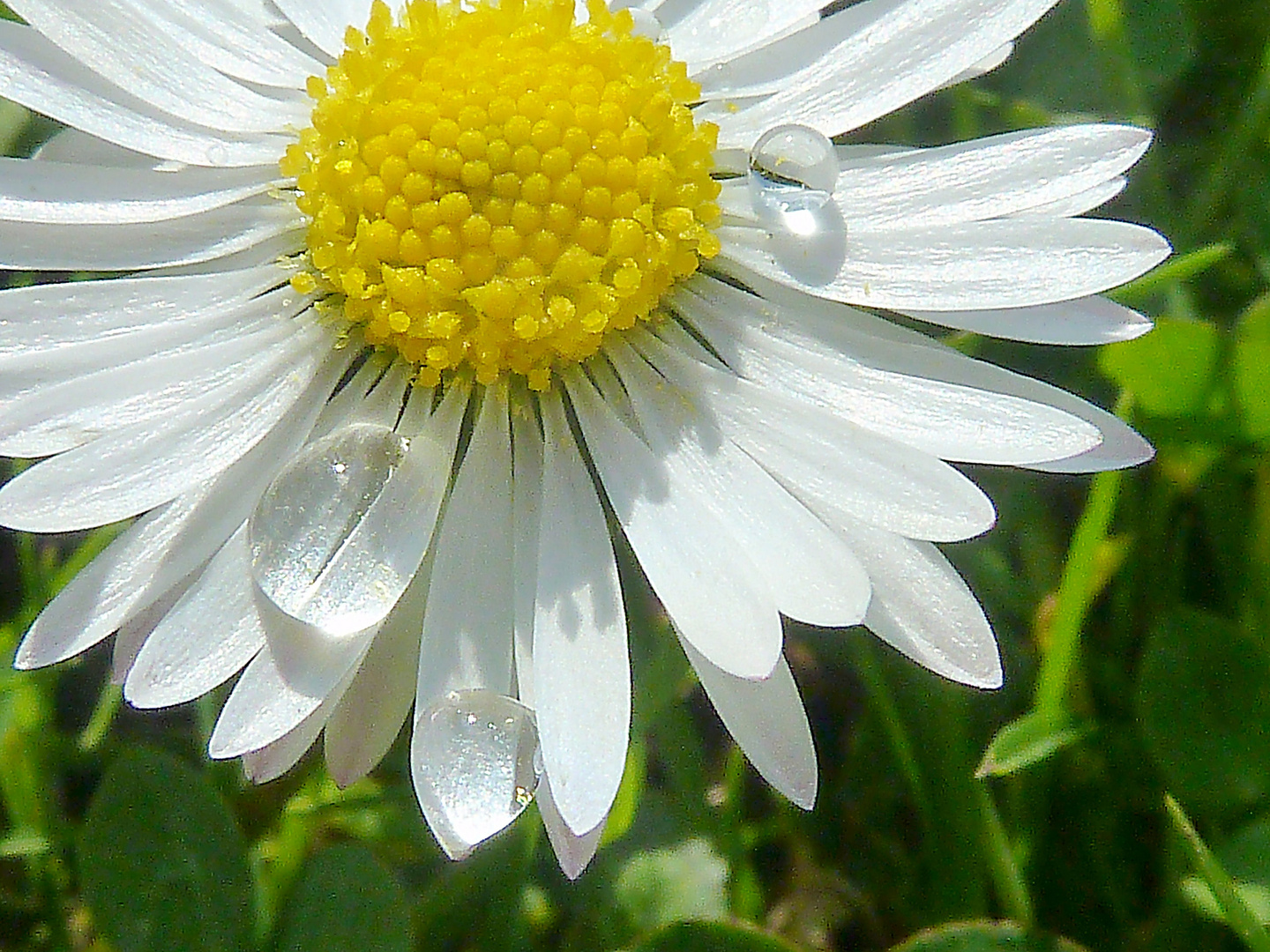 Gänseblümchen