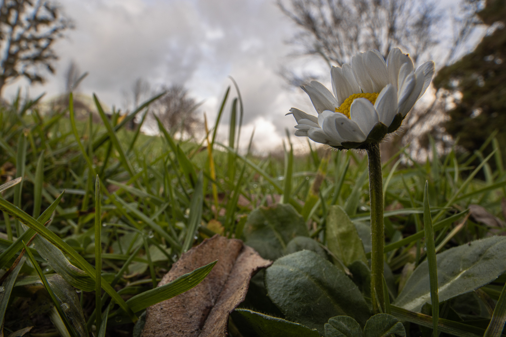 Gänseblümchen f/32