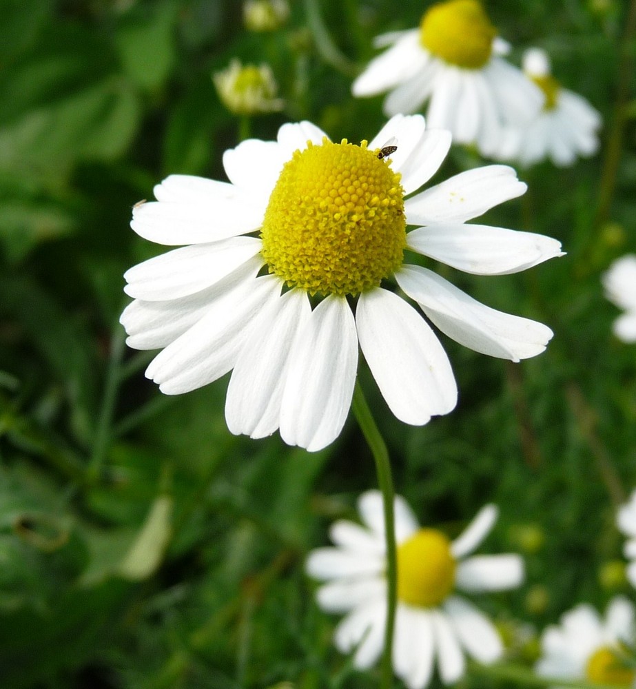 Gänseblümchen