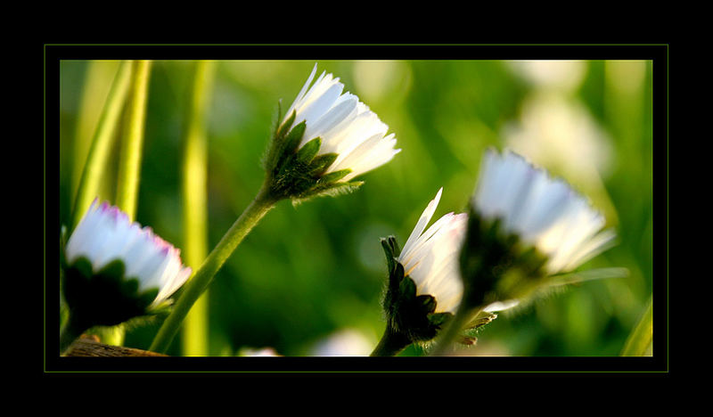 *Gänseblümchen*