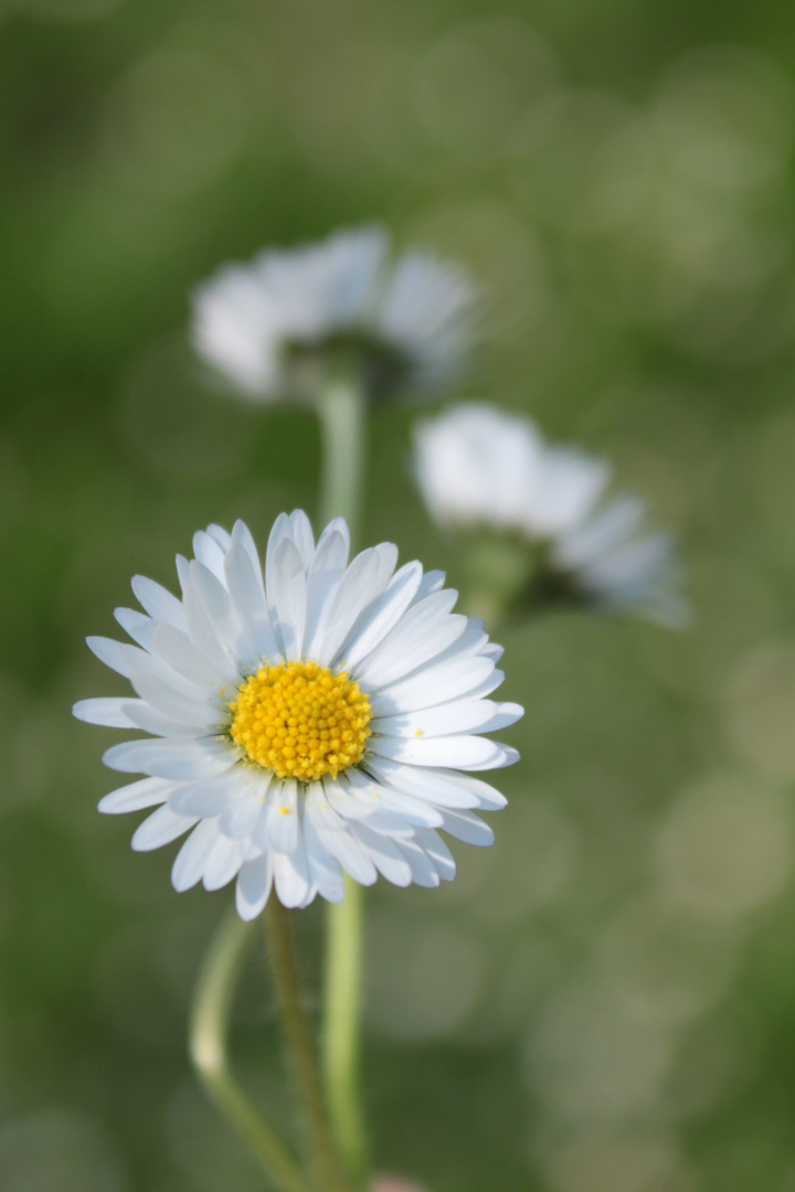 Gänseblümchen...