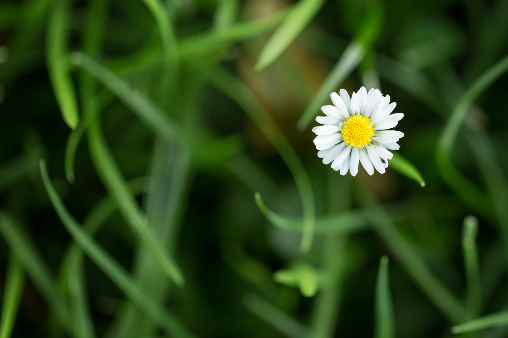 Gänseblümchen