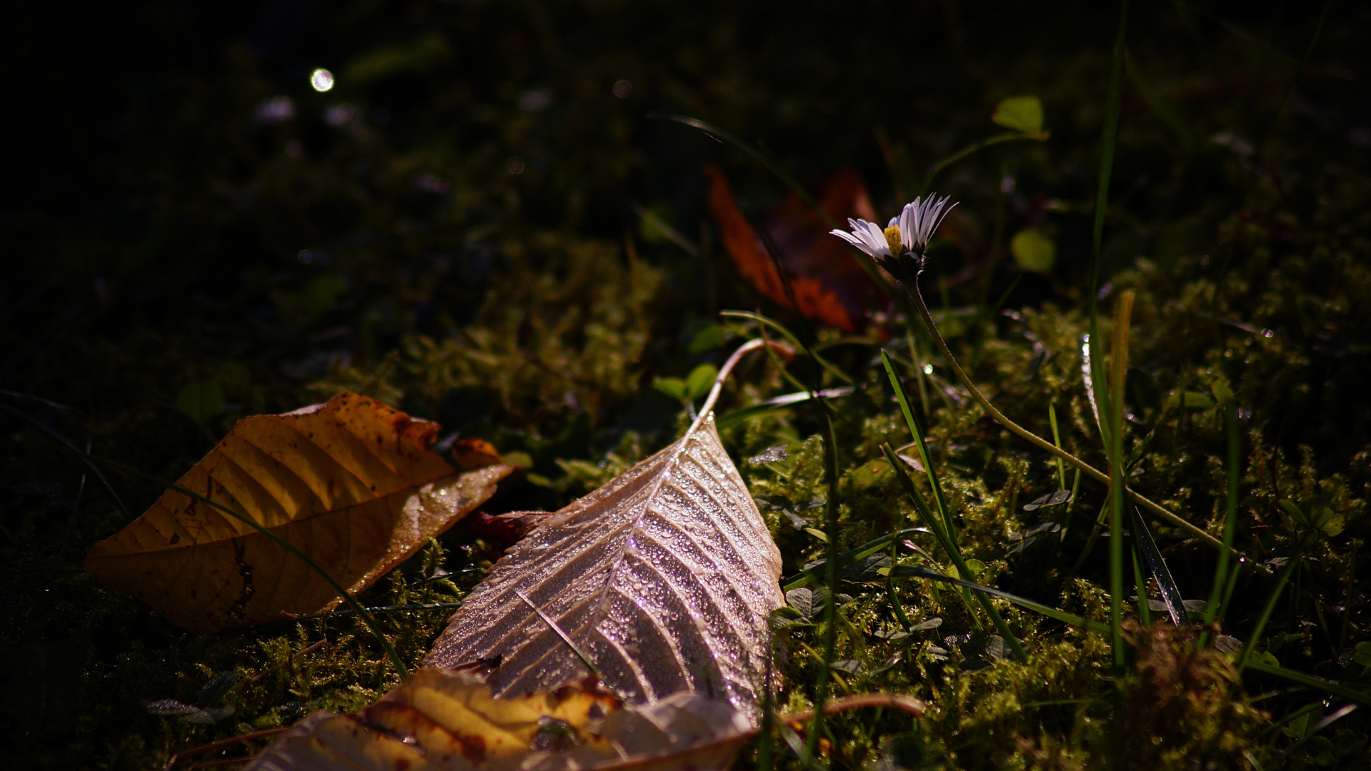 Gänseblümchen