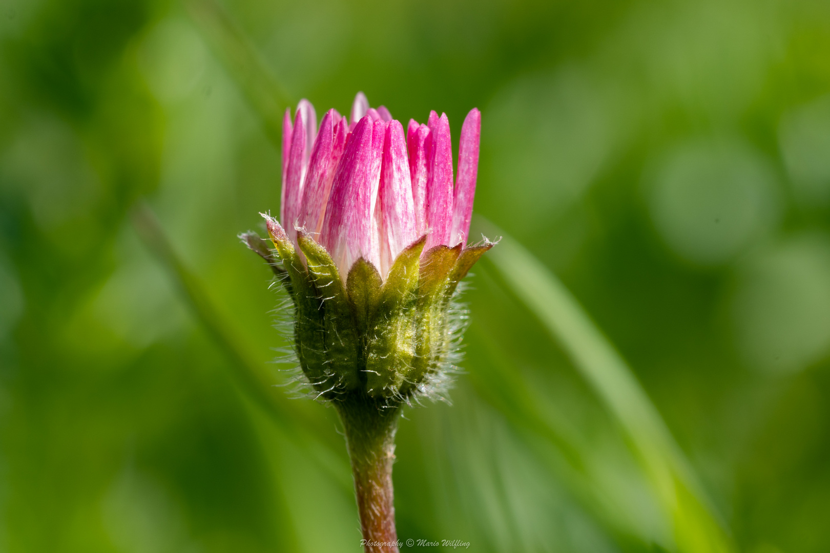 Gänseblümchen 