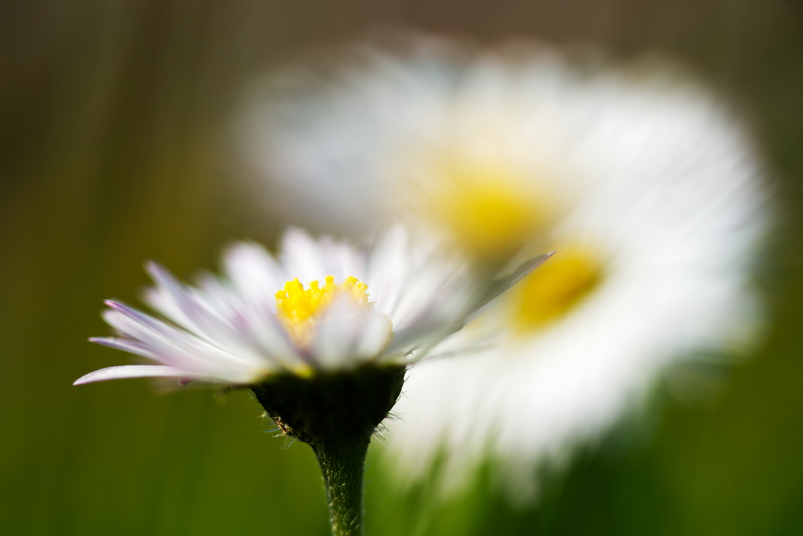 Gänseblümchen