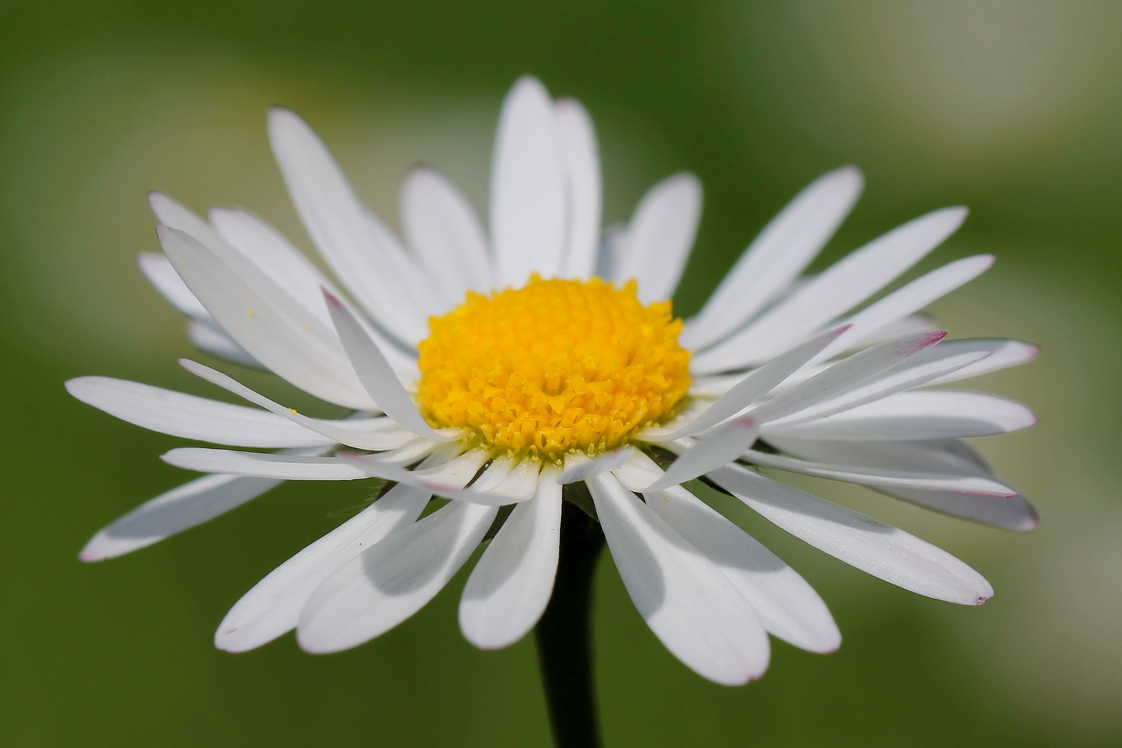 Gänseblümchen