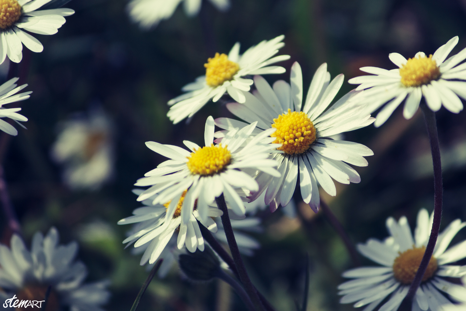 Gänseblümchen