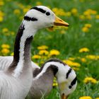 Gänseblümchen