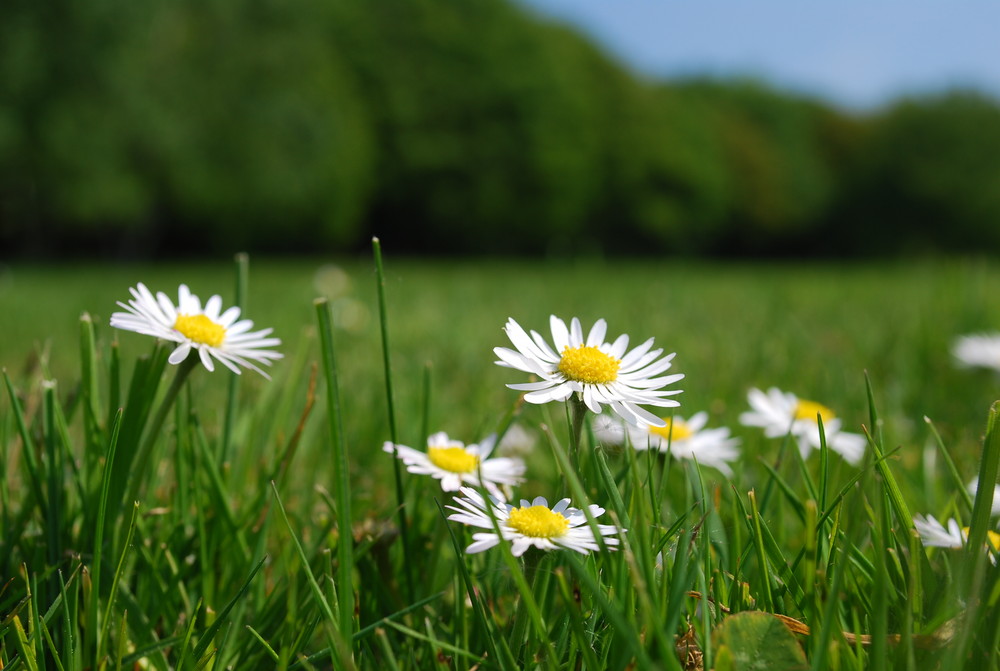 Gänseblümchen