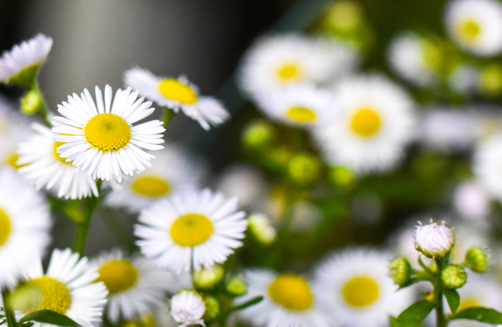 Gänseblümchen