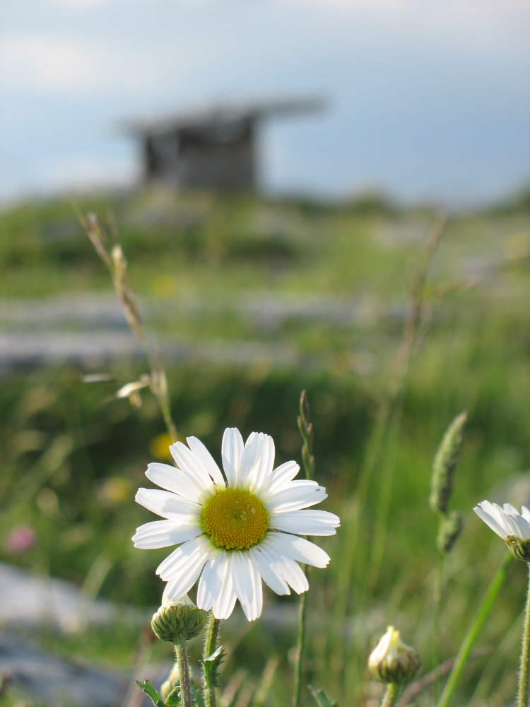 Gänseblümchen