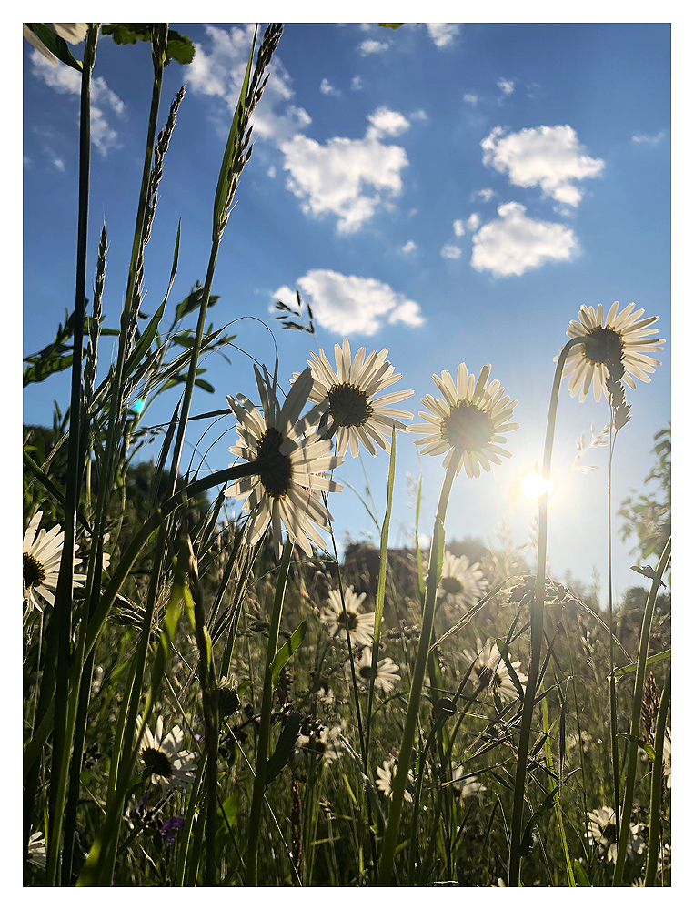 Gänseblümchen