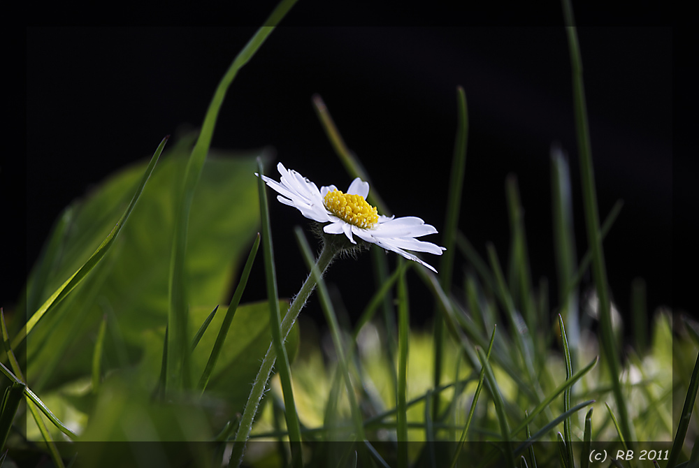 Gänseblümchen