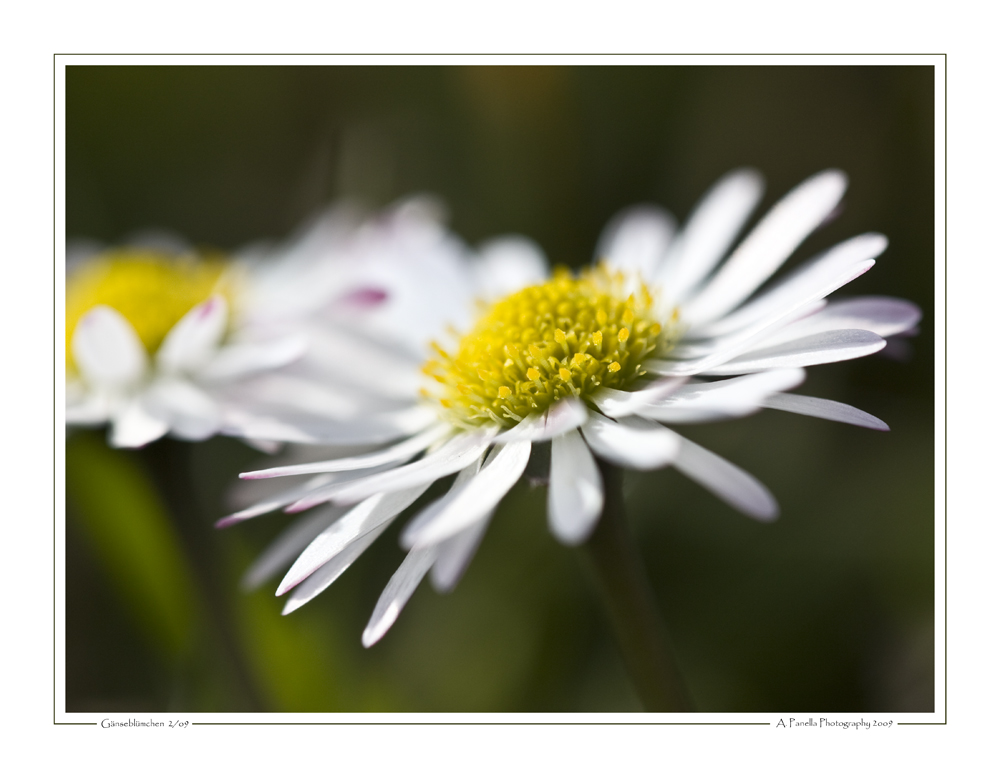 Gänseblümchen