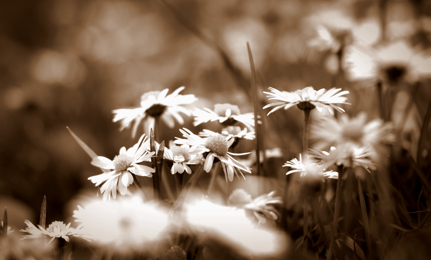 Gänseblümchen