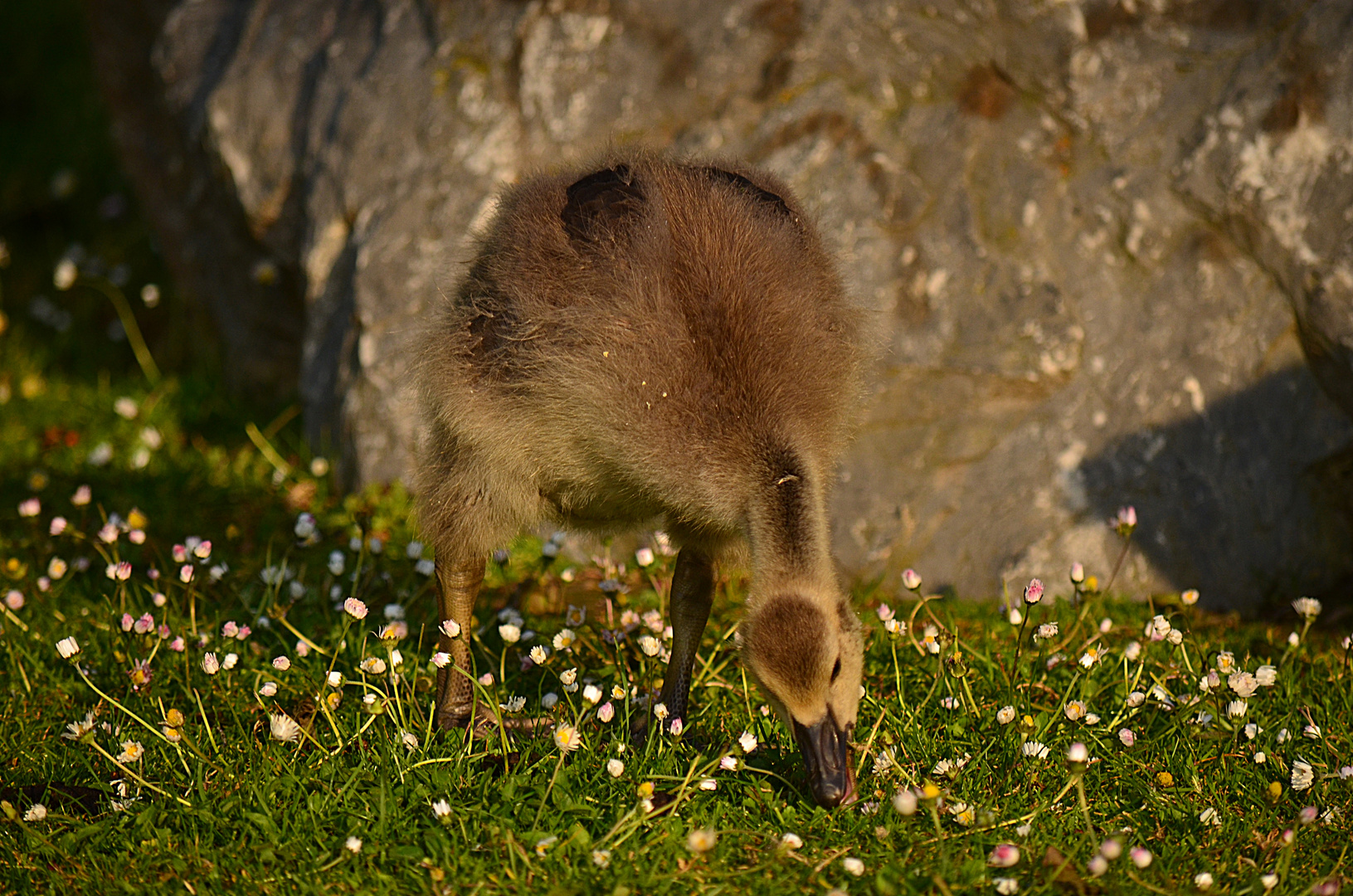 Gänseblümchen