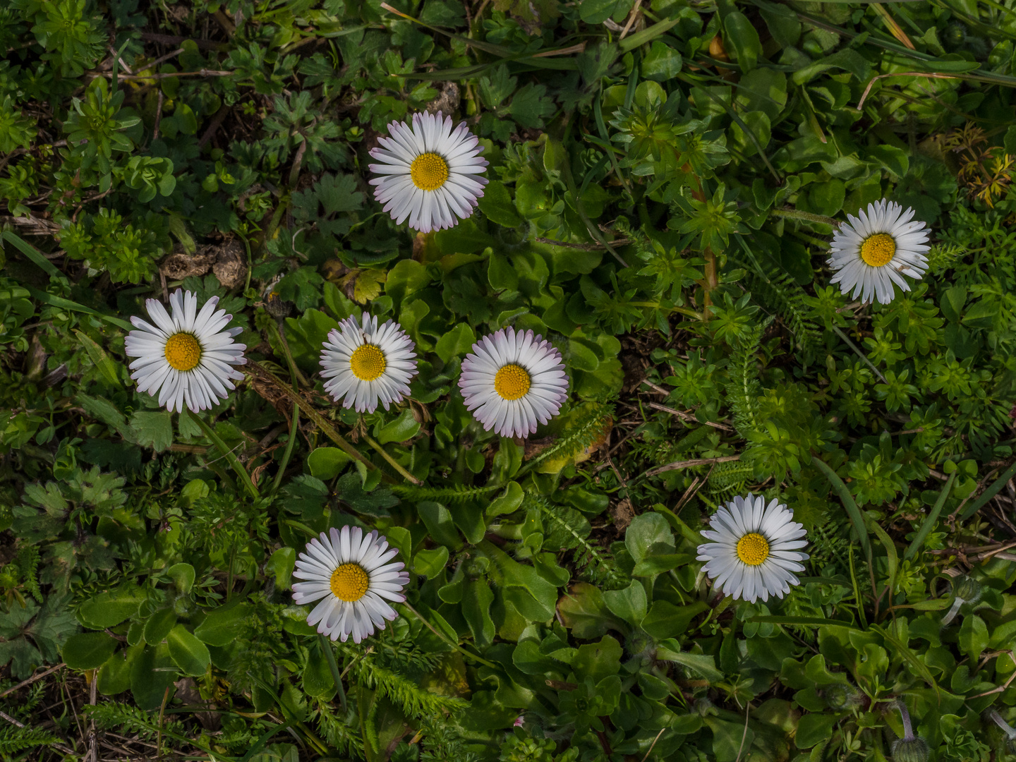 Gänseblümchen