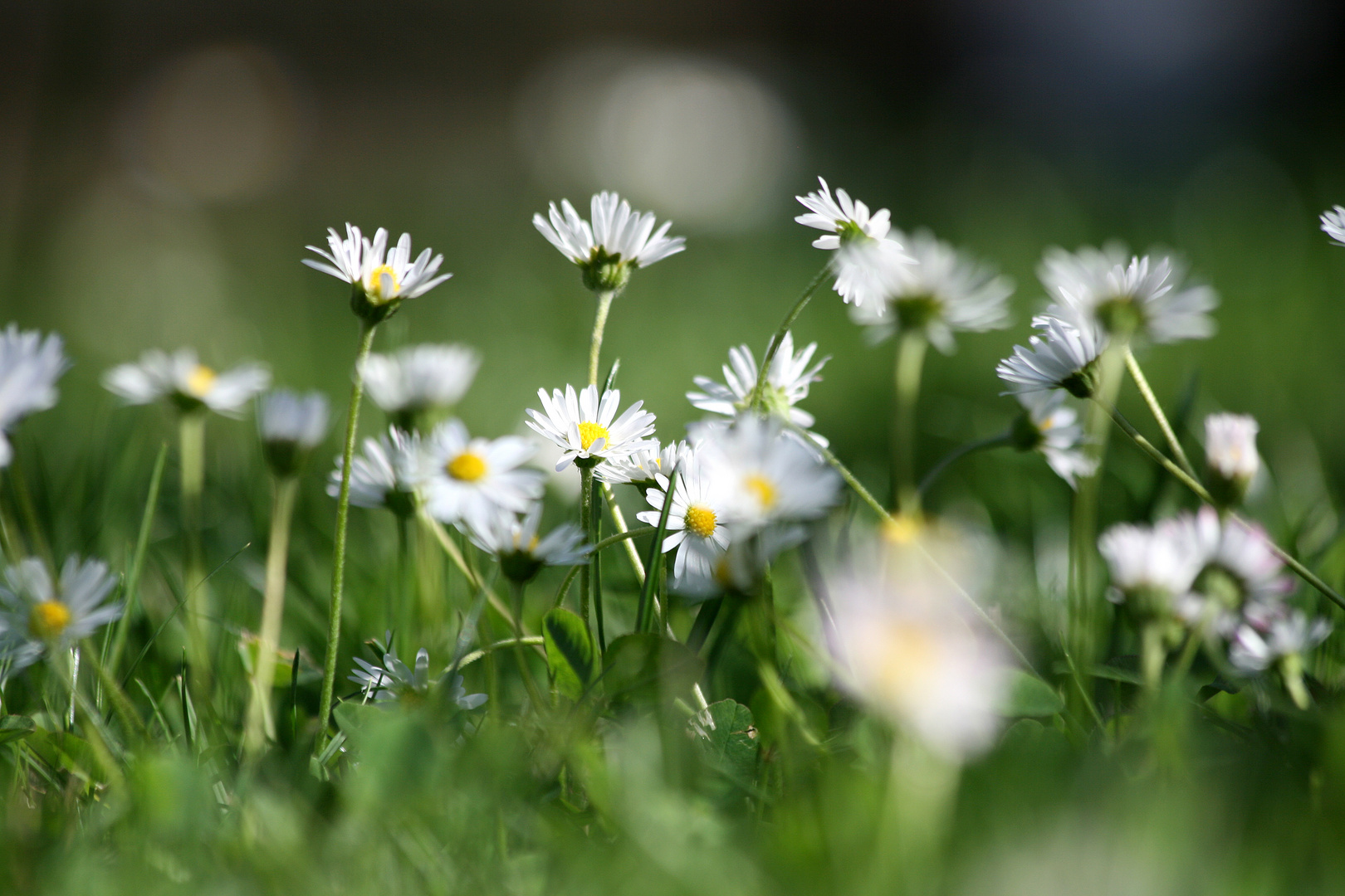 Gänseblümchen