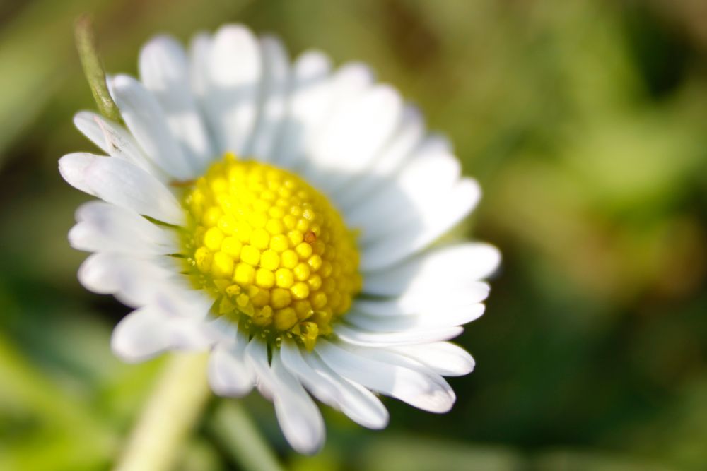 Gänseblümchen