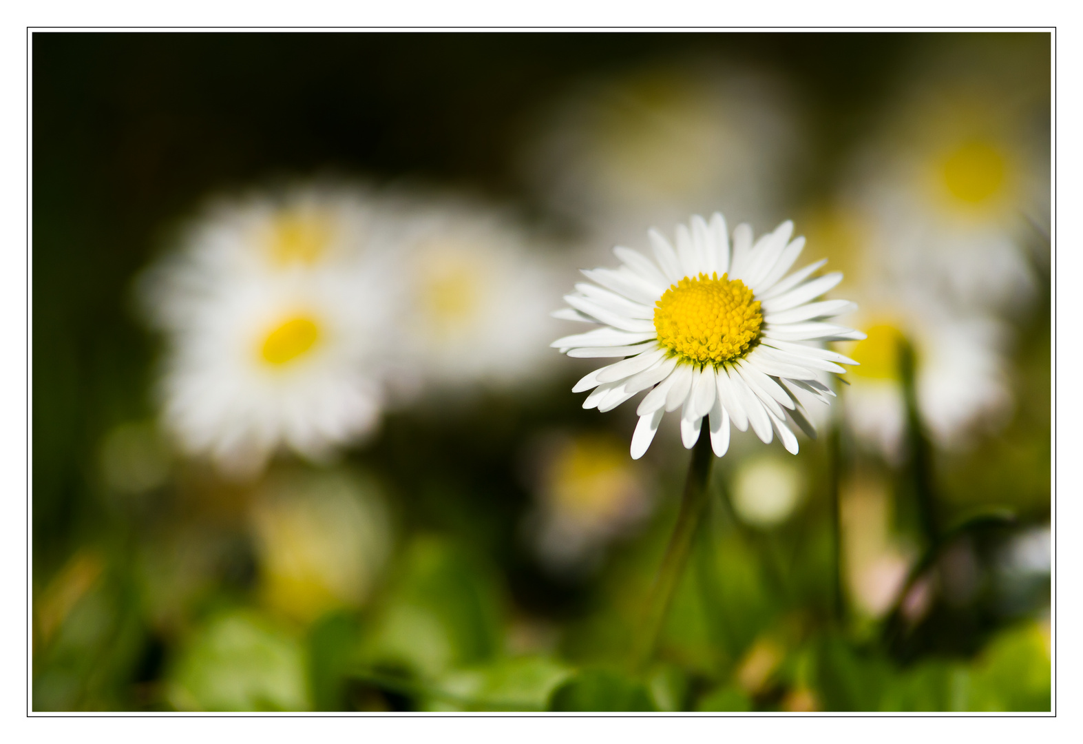 Gänseblümchen