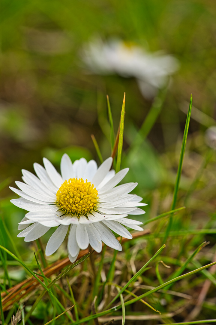 Gänseblümchen