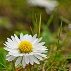 Gänseblümchen